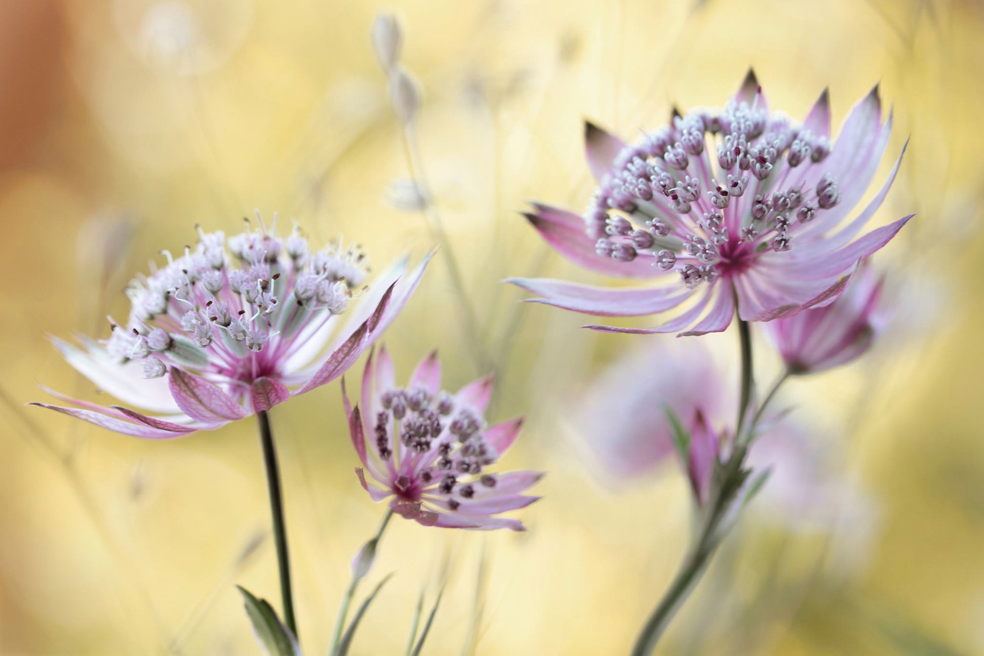 astrancja gwiaździsta rodzaj roślin zielnych bokeh