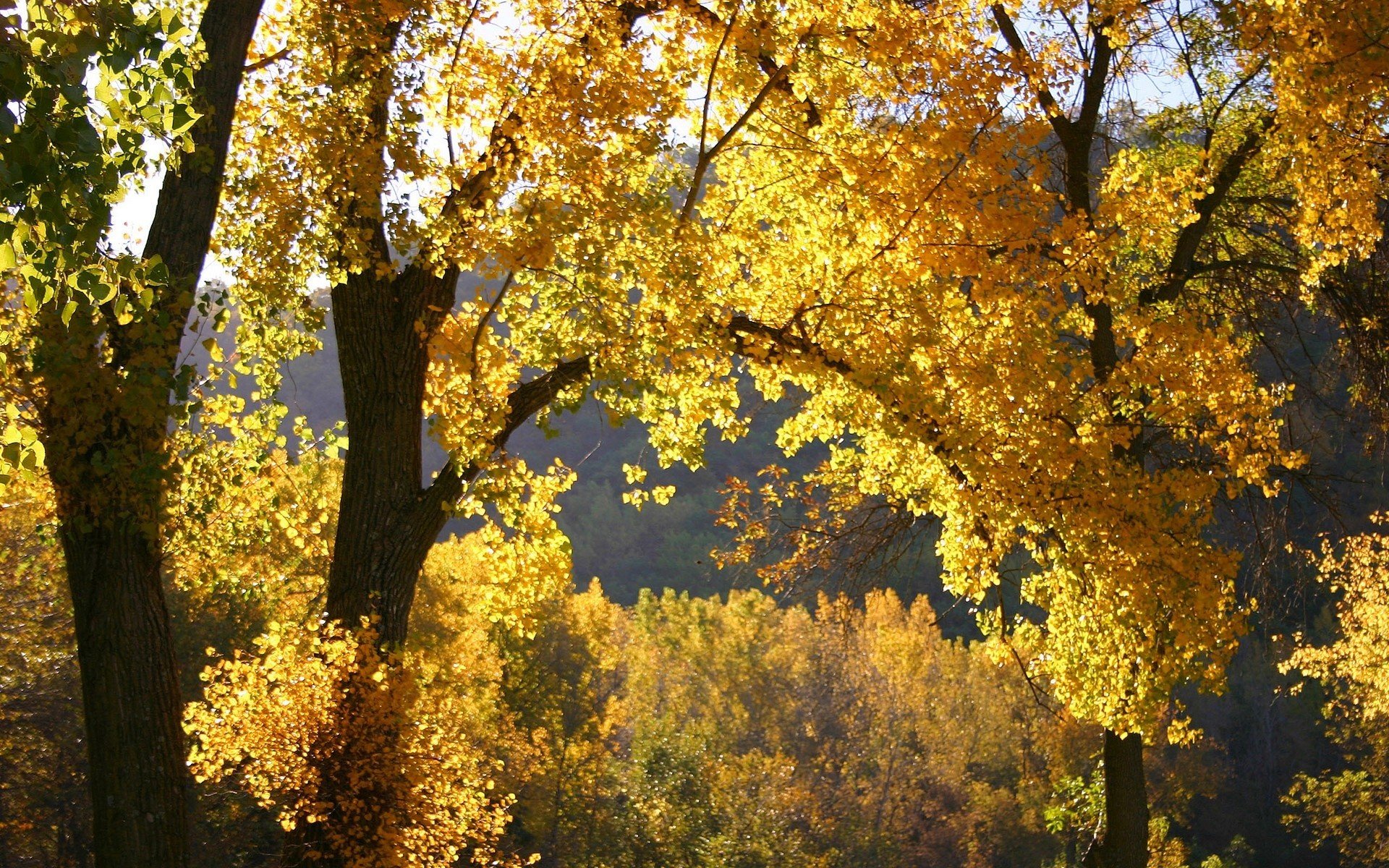 natur herbst blätter