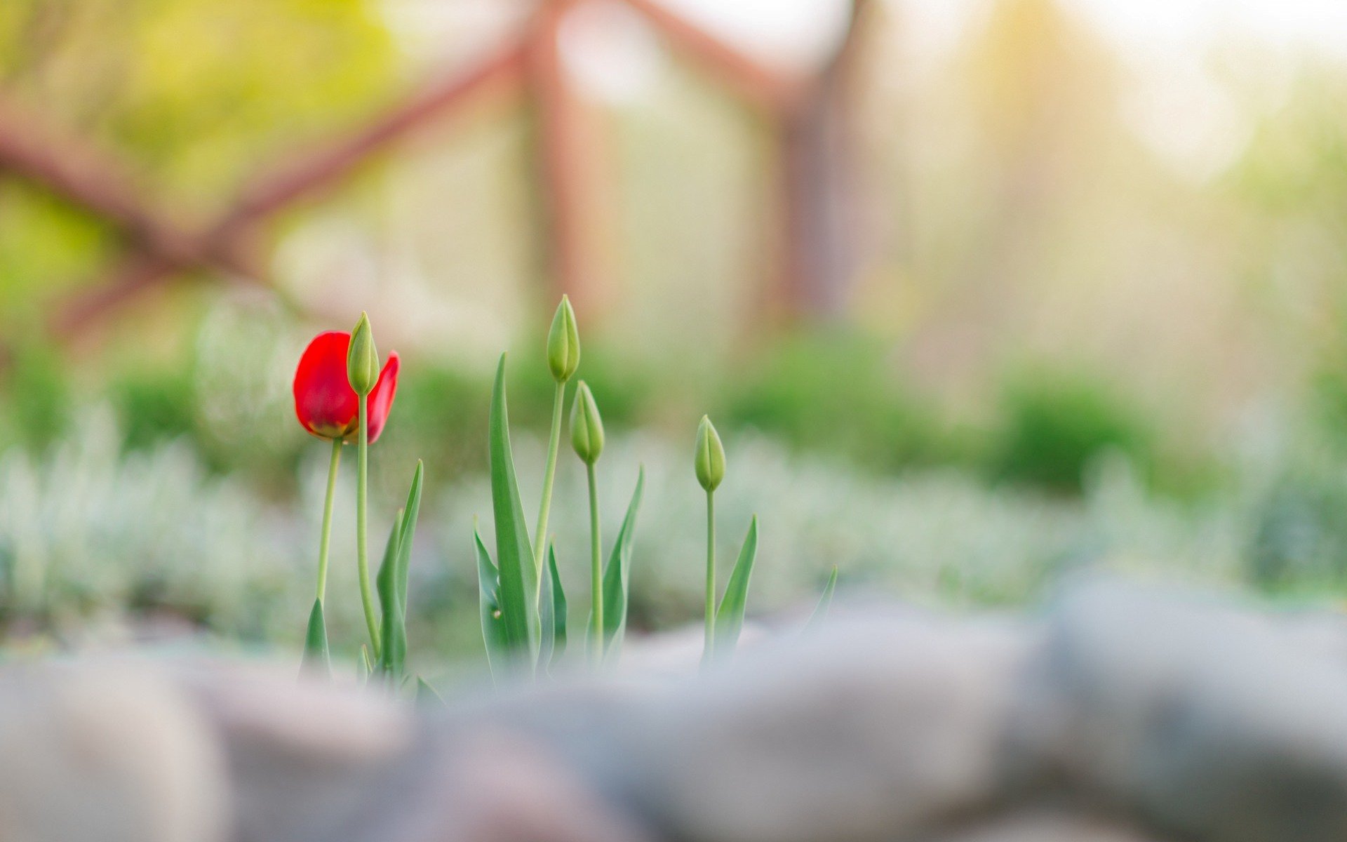 fleurs fleur fleur tulipe verdure tiges tige flou fond