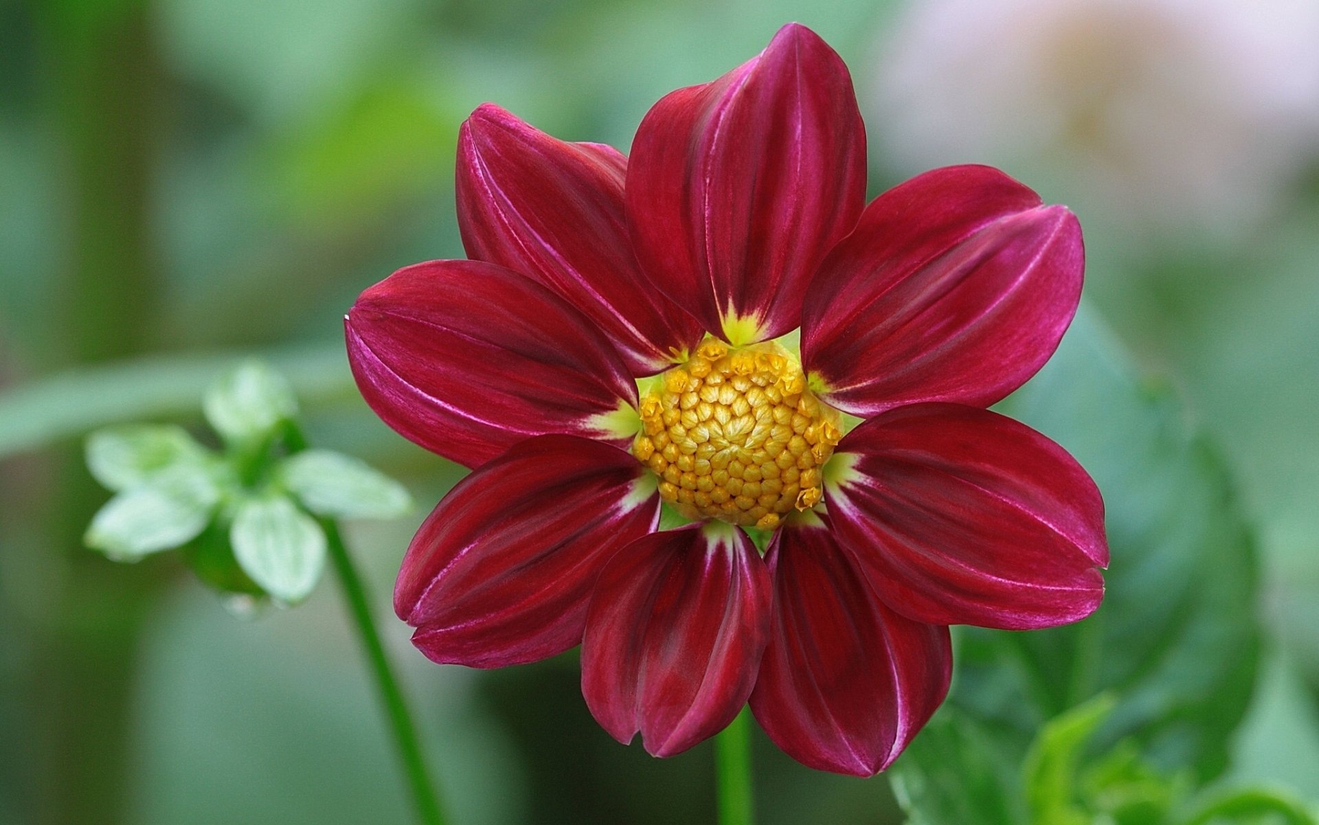 dalia petali macro