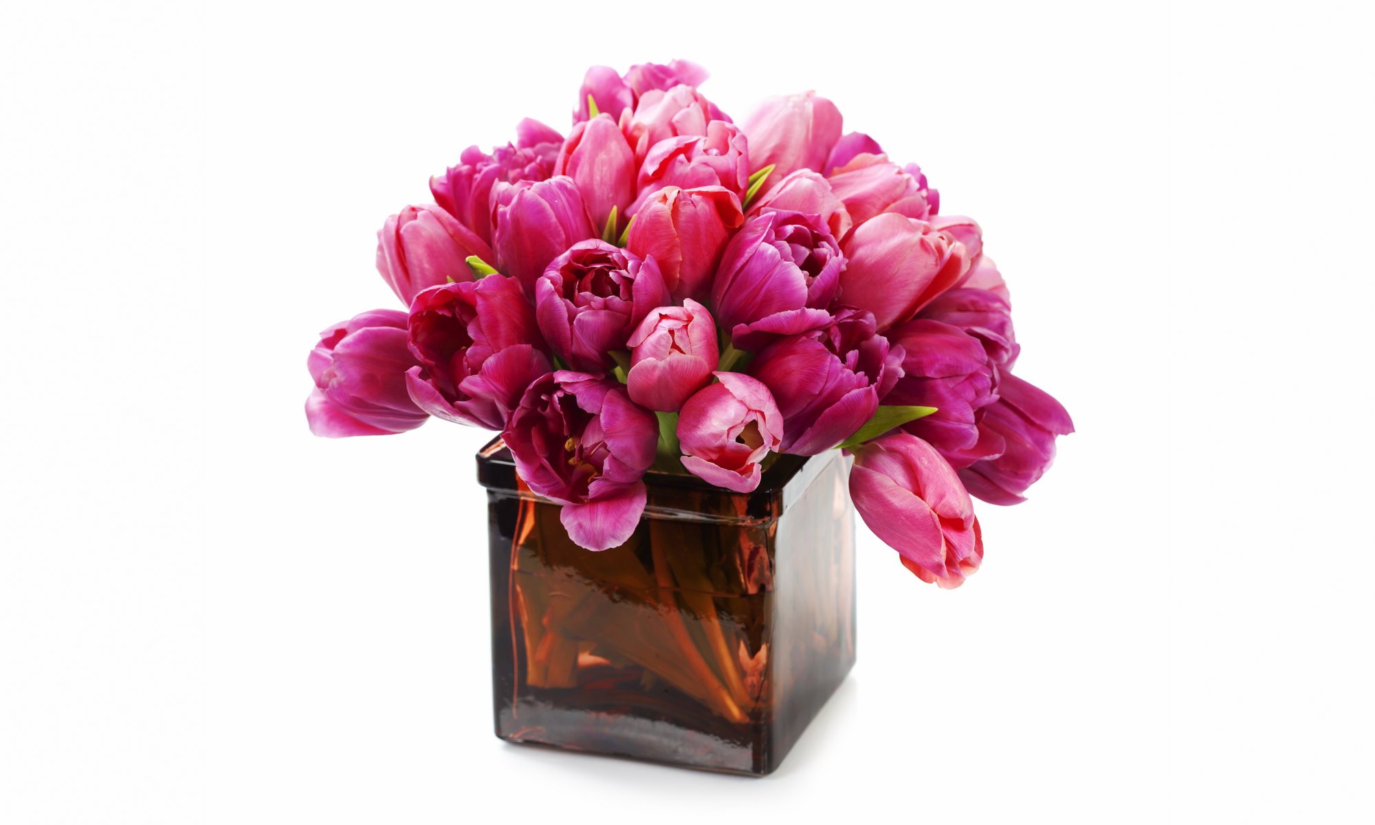 violet frais tulipes fleurs bouquet vase