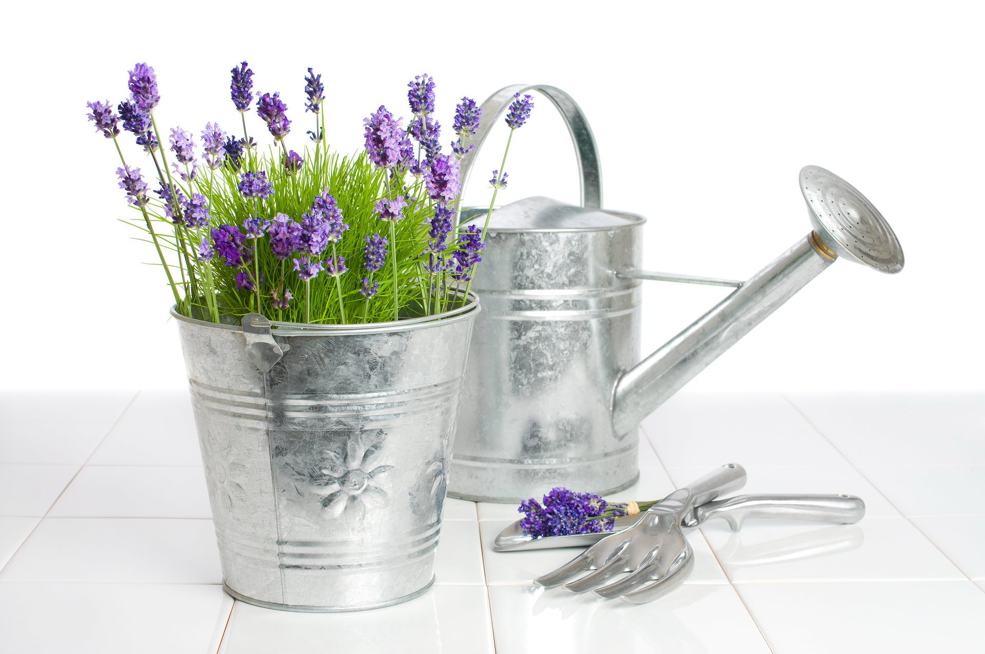 regadera cubo flores lavanda