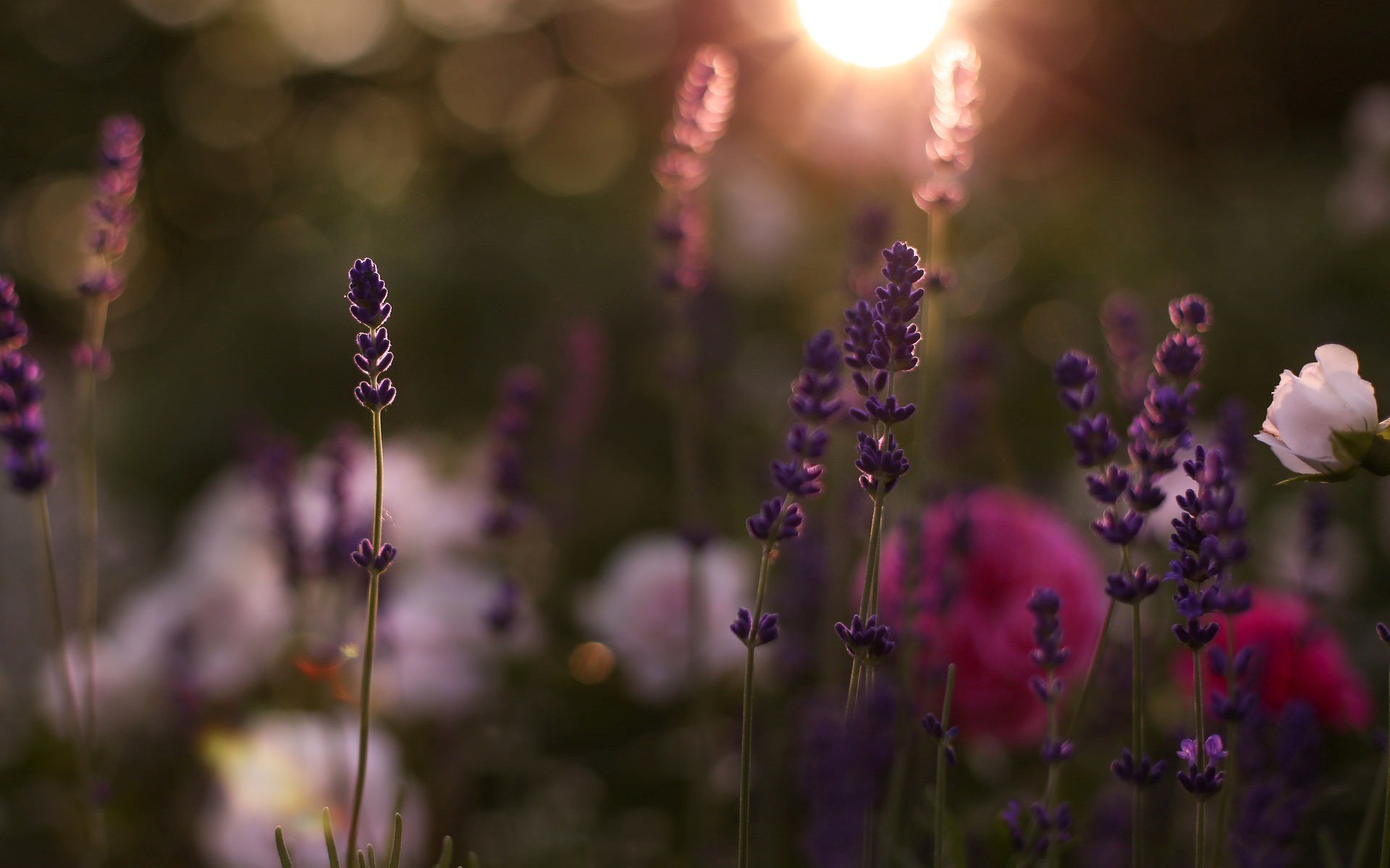 flowers flowers flower field day morning summer