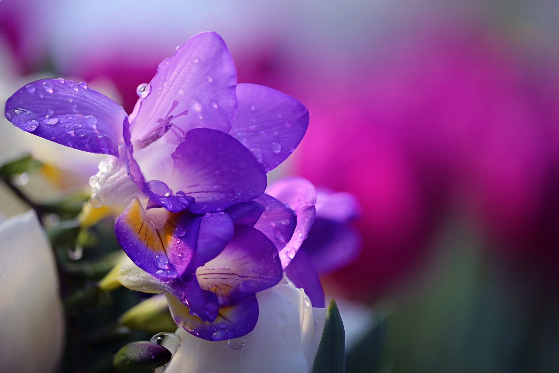 li feng fiore natura gocce acqua concorso viola fresia fresia hd