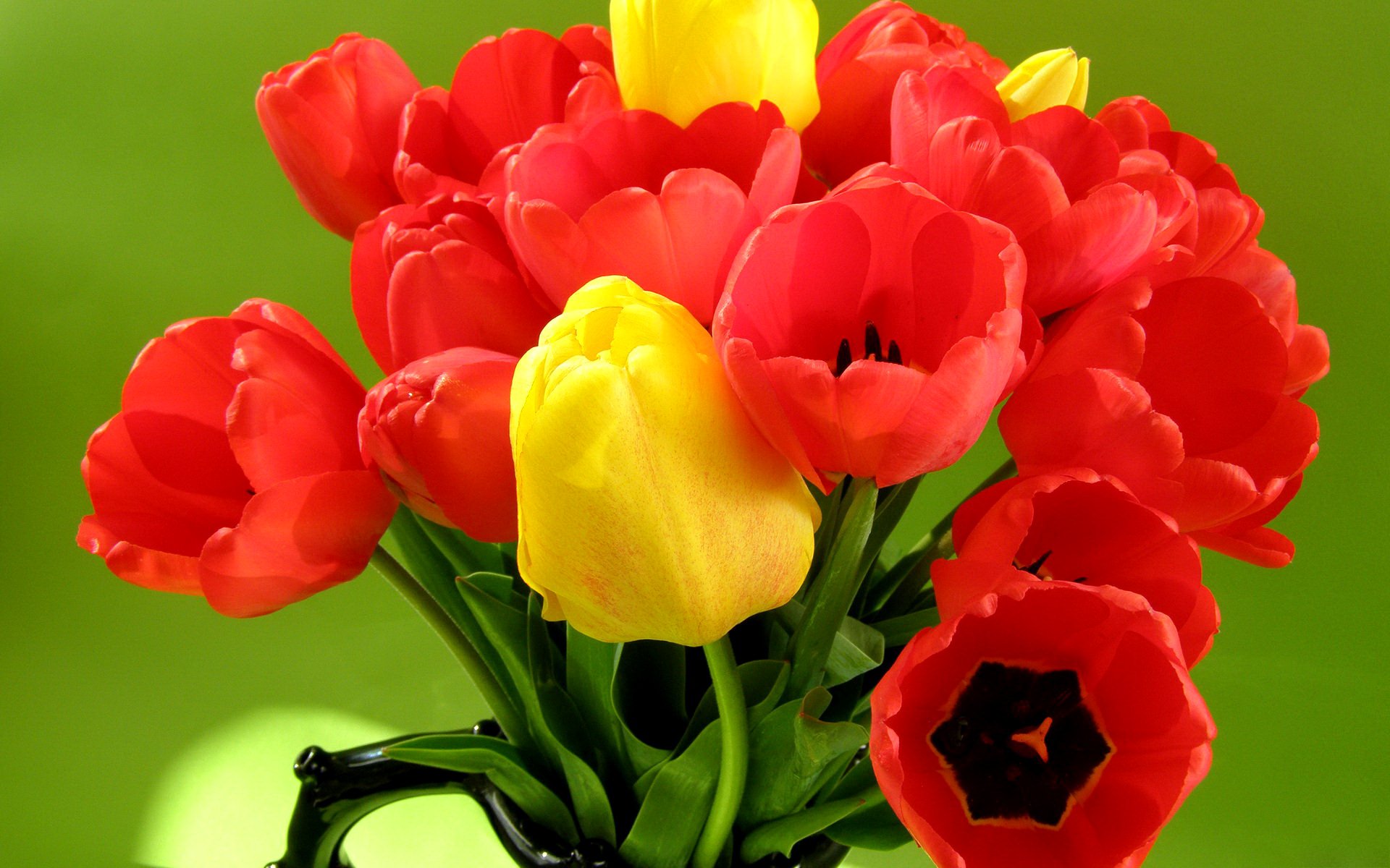 tulipani petali foglie bouquet