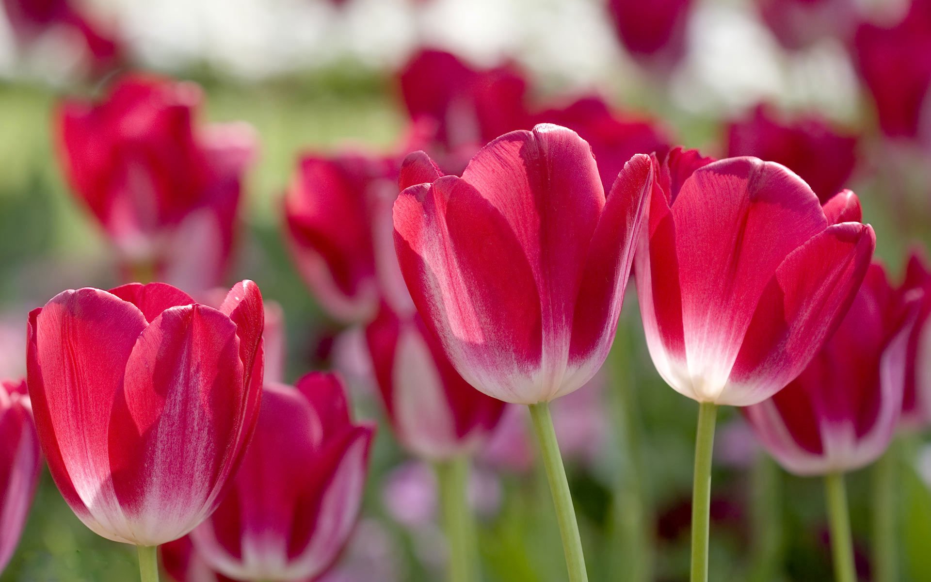 tulpen blütenblätter rosa unschärfe