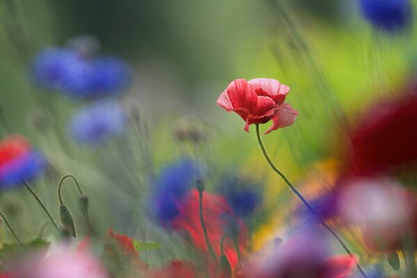 Nature is beautiful, poppies have bloomed on the field