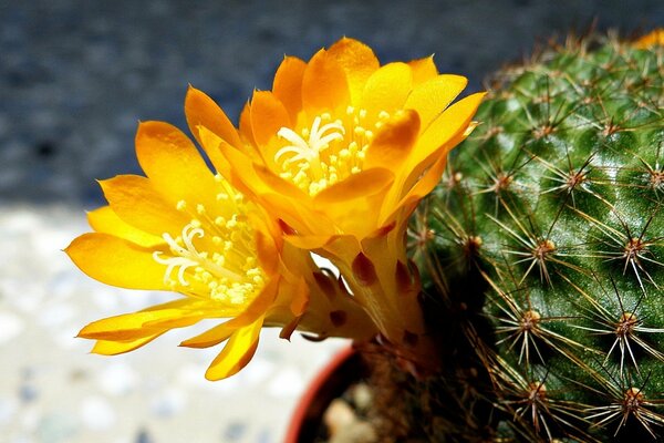 Gelbe Kaktusblüten scheinen bei Sonnenuntergang sonnig zu sein