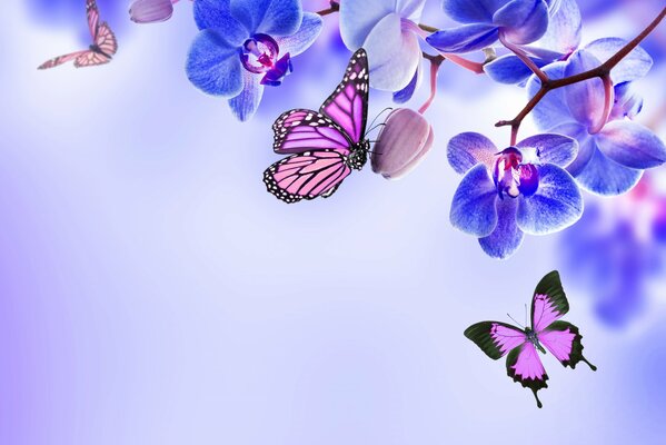 Mariposas dando vueltas en una orquídea azul