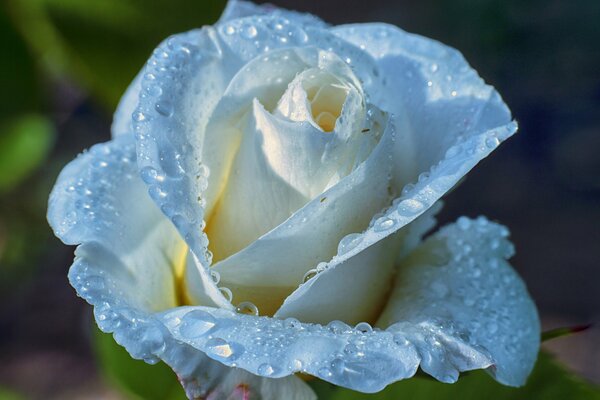 Gocce di rugiada su petali di rosa bianca