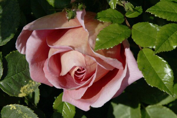 A pale pink bud in green leaves