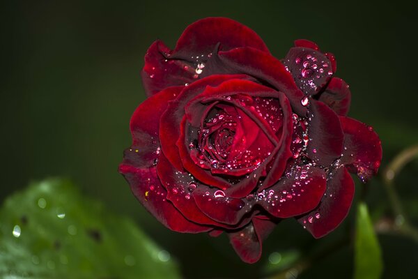 Bourgeon de rose de velours