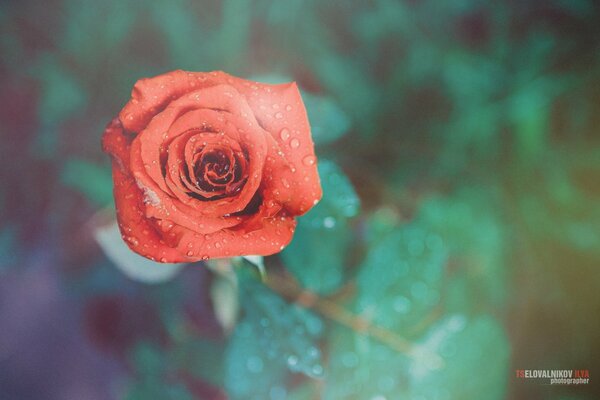 La flor es de color rojo. Rosa linda y brillante, gotas de agua