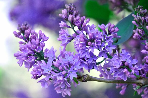 Branche de lilas gros plan