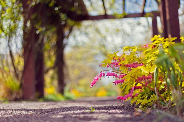 Buisson de fleurs roses sur fond flou