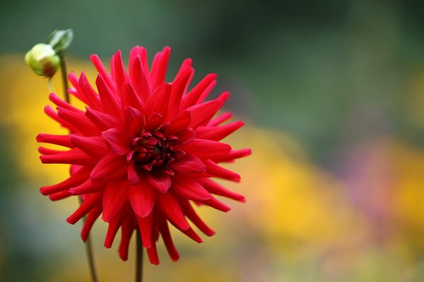 Bourgeon de fleur. Dahlia rouge. Excellent fond
