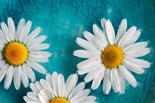 Turquoise background and daisies, we ll tell fortunes on likes does not like