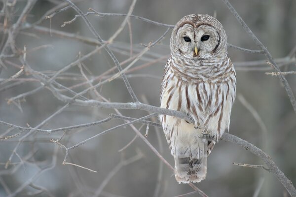 Hibou assis sur une branche. Esthétique hivernale