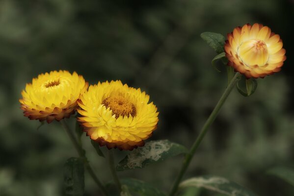 Jaune automne Dernière fleur