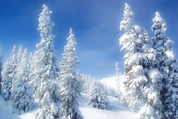 Invierno, heladas, árboles de Navidad en la nieve
