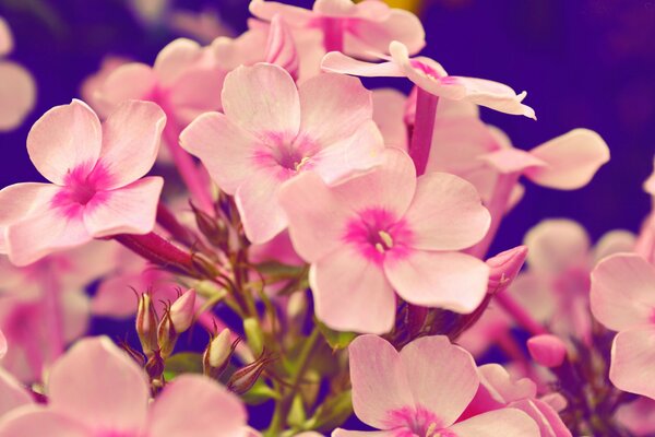 Rosa Phlox Nahaufnahme. Flora