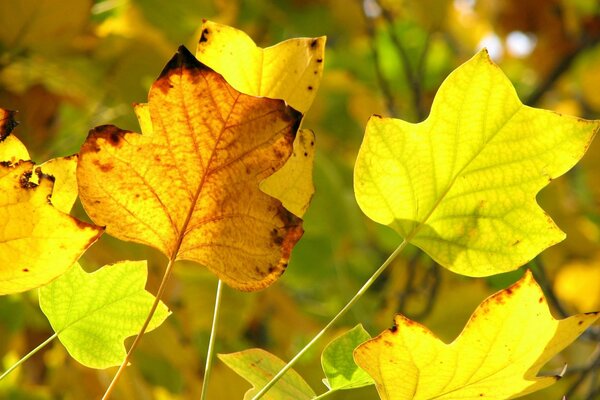 Jesienne żółte liście z bliska