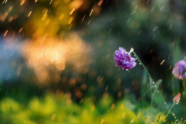 Bella foto del fiore sotto la pioggia