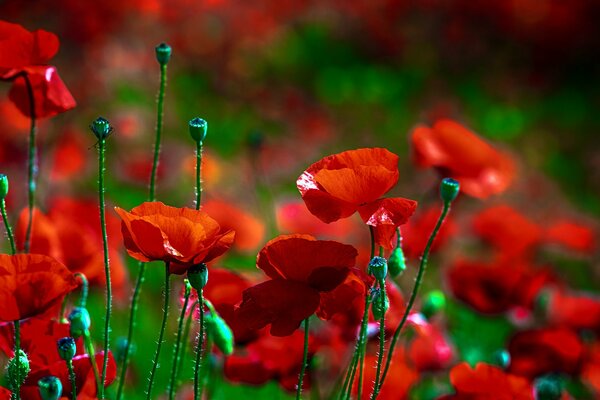 Fleurs de coquelicots rouges