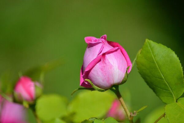 Il bocciolo di una bella rosa ricorda la silhouette di una donna