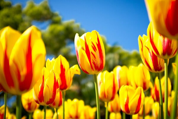 Champ avec de belles tulipes jaune-rouge