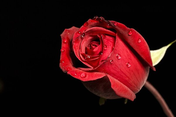 Rote Rose mit Wassertropfen auf schwarzem Hintergrund