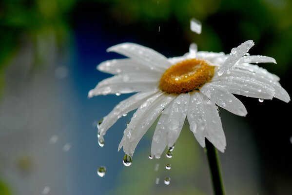 Raindrops on a daisy