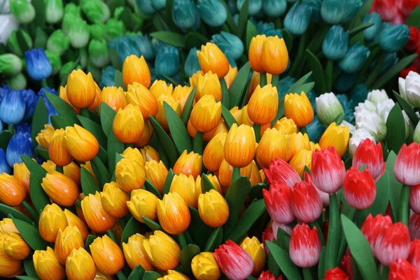 Tulipanes multicolores como símbolo de primavera y alegría