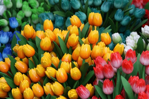 Tulipani colorati come simbolo di primavera e gioia