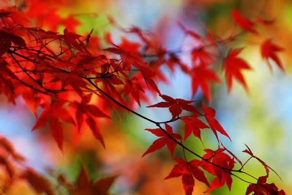 Hojas rojas en una rama en otoño