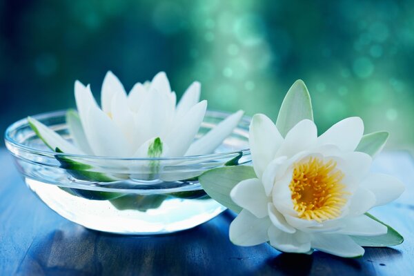 Two white lilies and a bowl of water