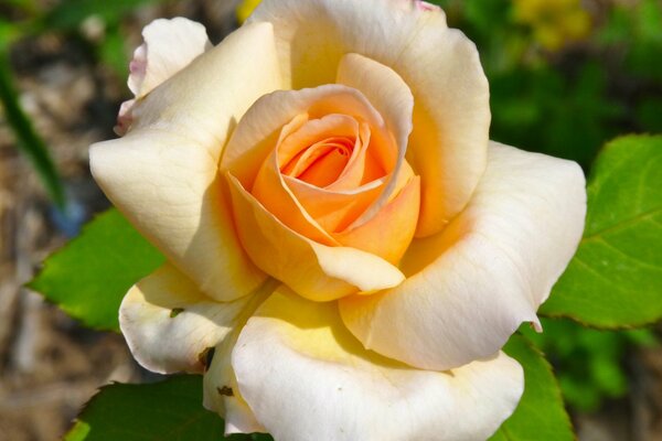 Bourgeon fleuri d une rose de thé dans le jardin