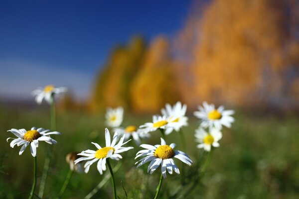 Marguerites dans le champ sur fond flou