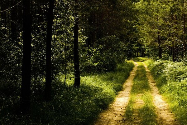 Sentier forestier dans la journée d été