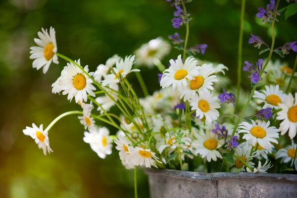 Bouquet d été de marguerites blanches