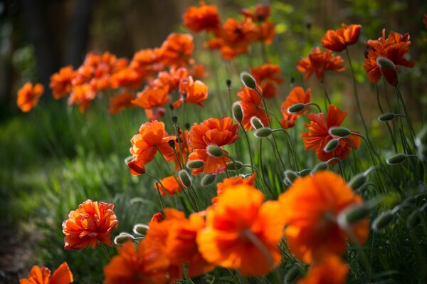 The buds of poppies are like a carpet