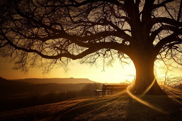 Einsamer Baum auf Sonnenuntergang Hintergrund