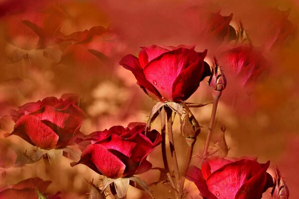 Collage of a red rose in the early awakening morning