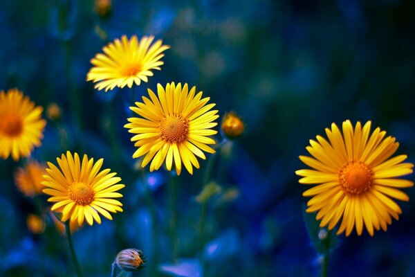 Beauté et saturation des fleurs jaunes des prairies