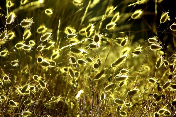 Resplandor solar amarillo en el campo