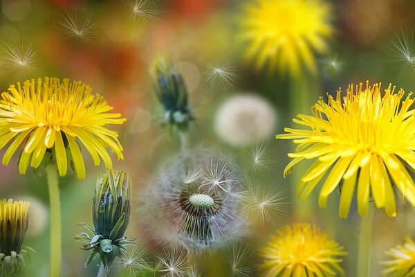 DIESE GELBEN BLUMEN SIND KINDHEIT GLÜCK UND TRÄUME