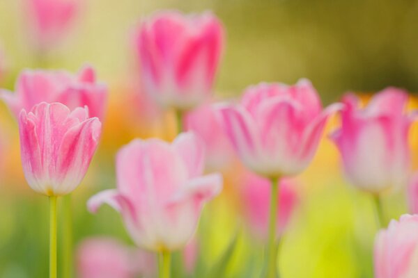 Spring garden of tulips