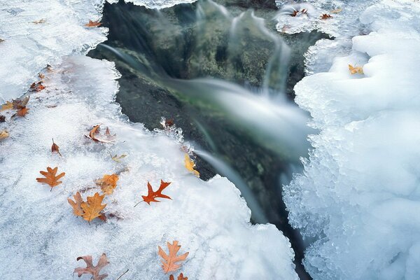 Feuilles d automne . eau gelée