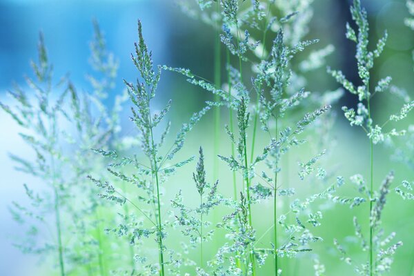 Macro herbs of greenery in the photo