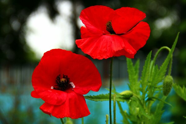 Macro shooting of a poppy on a blurry background